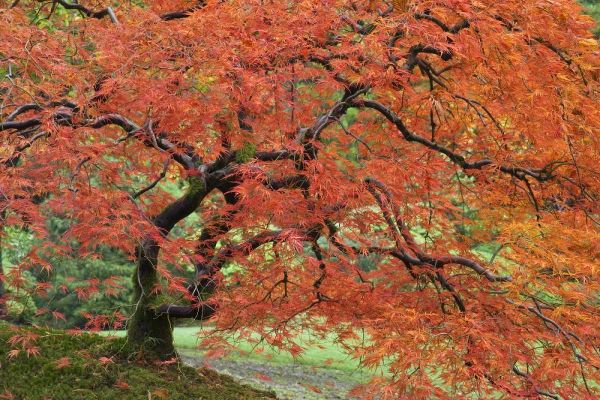 Paulson, Don 아티스트의 Oregon, Portland Japanese maple in autumn color작품입니다.